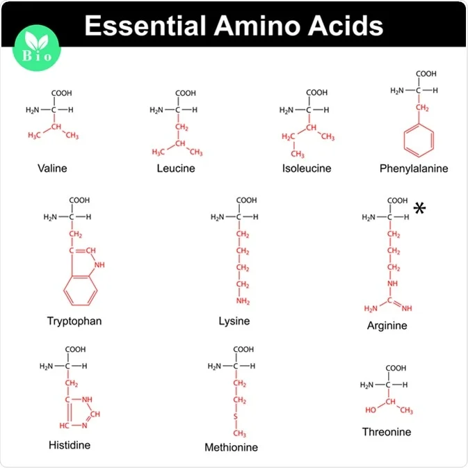 what-are-amino-acids-and-what-makes-them-so-essential